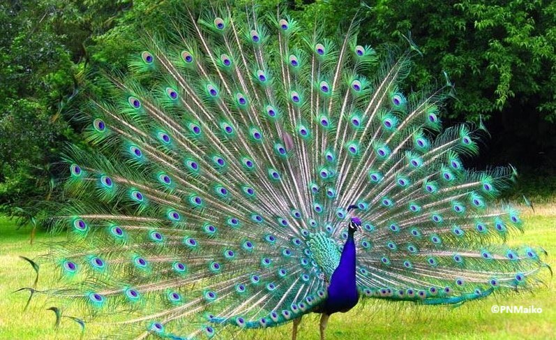 PROJET DE DIFFUSION DES FOYERS AMELIORES